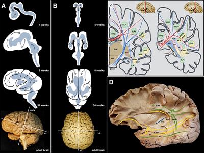 Cadaveric White Matter Dissection Study of the Telencephalic Flexure: Surgical Implications